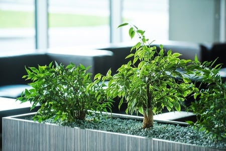 natural-light-plants-in-workspace
