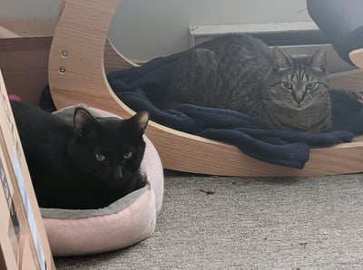 Bricabrac and Felix, Mellwood cats